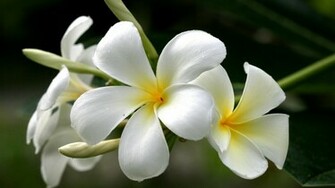 Flowers Plumeria Frangipani Yellow White Wallpaper Background