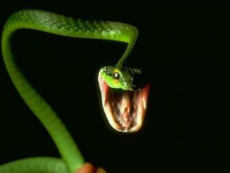Snakes Wallpaper