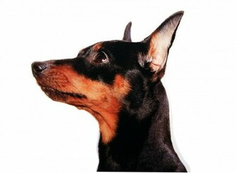Miniature Pinscher Face Close Up Wallpaper And Image
