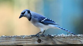 Blue Jay Wallpaper