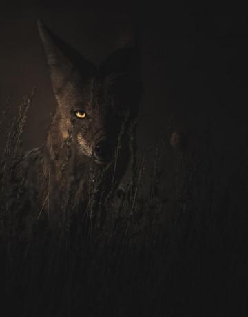 Dark Eyes Pictures Hq Image