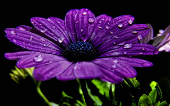 Flower HD Wallpaper