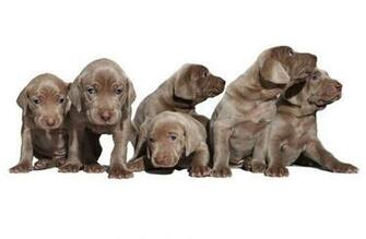 Weimaraner Dog In The Rack Photo And Wallpaper Beautiful