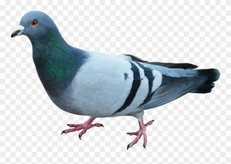 Disney Princess Image Pigeon HD Wallpaper And Background