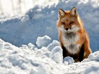 Description Red Fox Wallpaper HD Is A Hi Res For Pc