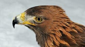 Golden Eagle Wallpaper