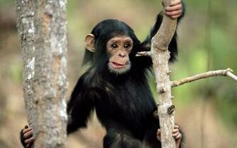 Monkey Wallpaper Animal HD