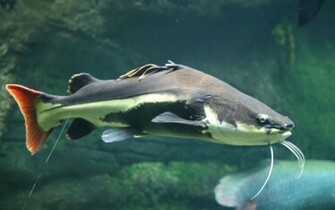 Catfish Pictures HD Wallpaper