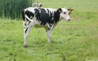 Cute Cows Wallpaper High Definition