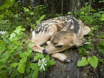 Newborn Fawn Wallpaper