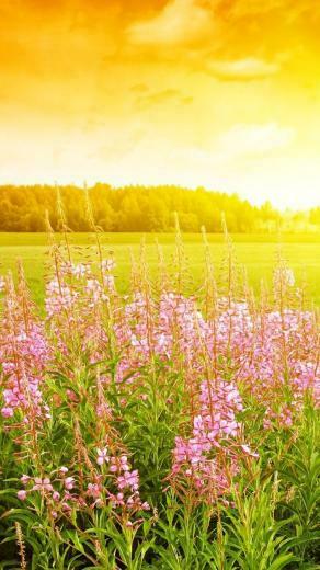 HD Wallpaper Nature Sunset For iPhone 5s Site