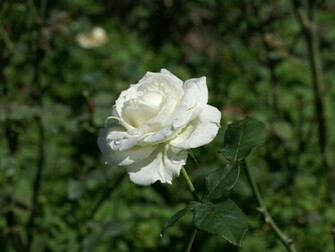 White Roses Wallpaper