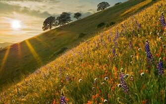 Field Of Wildflowers Wallpaper