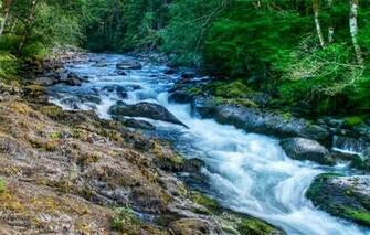 Forest Trees River Stream Stones Wallpaper Nature