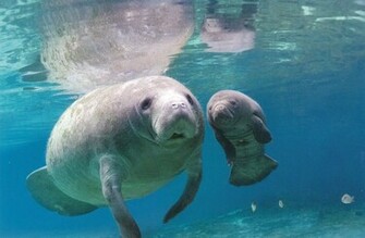 Baby Manatee Wallpaper X HD