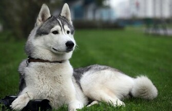 Dog Photo Siberian Huskies Wallpaper