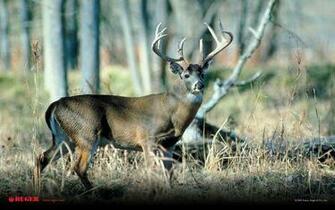 Hunting Deer