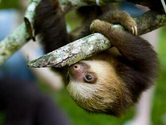 Cute Sloth