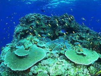 Blue Ocean Wallpaper Animals Wallpaper14 Wallcoo Net