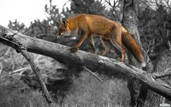 Wildlife Animals Wallpaper