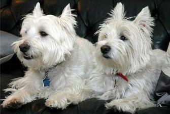 Source Url Kootation Funny Westie Pics Html