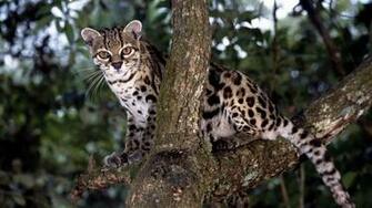Ocelot Background Id HD For Pc