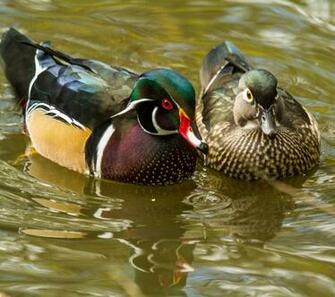 Animal Wood Duck Wallpaper Id