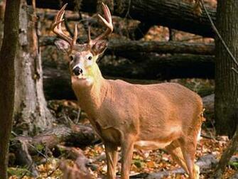 Source Url Wallpaper Pre Deer