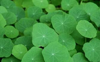 Leaf Desktop Wallpaper For HD Widescreen And Mobile
