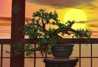 Bonsai Tree Wallpaper