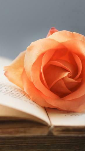 Yellow Rose HD Wallpaper Android