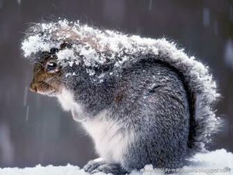 Wallpaper Squirrels Desktop
