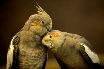 Cockatiel Birds Pair Digital Art Photography Wallpaper