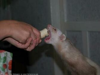The Ferret Desktop Wallpaper Pictures For Pc Windows