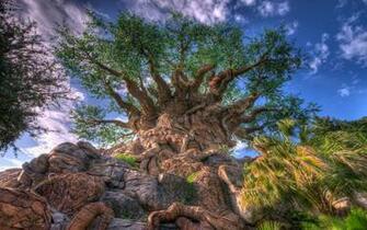 Giant Tree Wallpaper