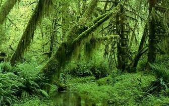 Tropical Forest Wallpaper
