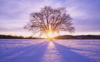 Shiny Sun Tree Amp Snow Scenery Desktop Pc And Mac