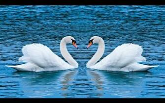 Wallpaper Swan