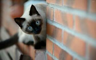 Siamese Cat Wallpaper Animal