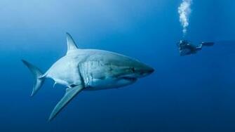 White Shark Desktop Wallpaper HD
