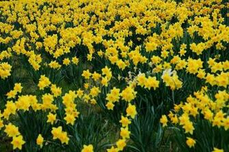 Wallpaper Desk HD Yellow Daffodils Wallpaperwallpaper
