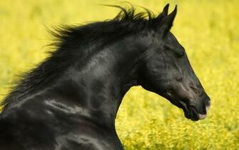 Black Horse HD Background Net
