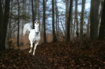 Wallpaper Forest Fog Unicorn Fantasy