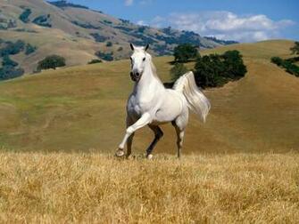 Beautiful Wallpaper Wild Horses