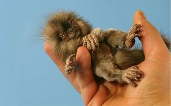 Finger Monkeys So Adorable And Yes They Are Real Source Of Article