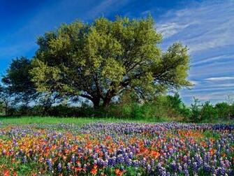 Nature Summer Desktop Wallpaper Pics