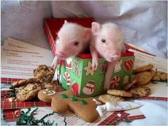 Christmas Teacup Pigs Baby Pics
