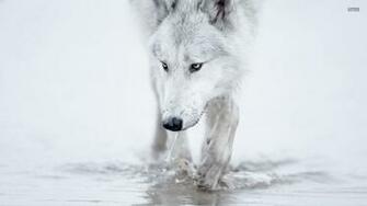 White Wolf Wallpaper