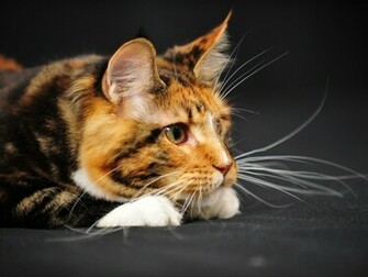 Watching Maine Coon Photo And Wallpaper Beautiful