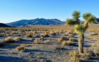 Joshua Tree National Park Wallpaper